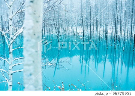 北海道の冬景色 白樺と青い池 北海道の冬景色 白樺と青い池 96779955