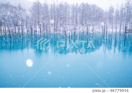 北海道の冬景色　粉雪が舞う青い池 96779956
