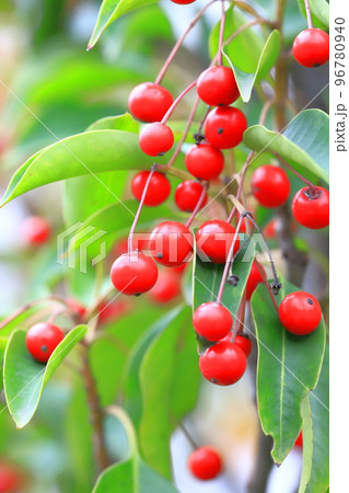 赤い冬青（ソヨゴ）の実 96780940