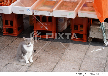 観光名所の輪島朝市で猫が店番をする様子｜石川県輪島市 96781032