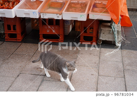 観光名所の輪島朝市で猫が店番をする様子｜石川県輪島市 96781034