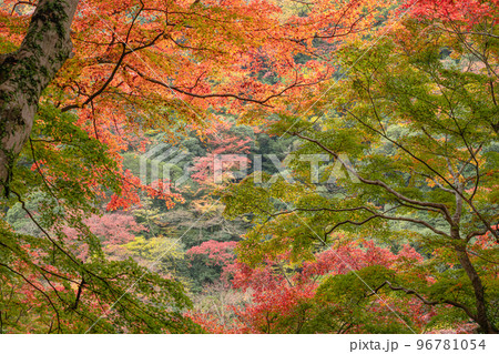 グラデーションが美しい色鮮やかな紅葉 96781054