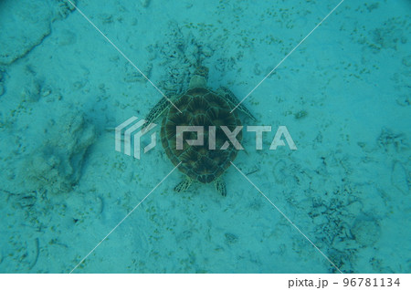 ウミガメ 96781134