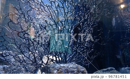 タツノオトシゴ 96781451