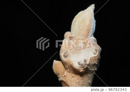 オニグルミの葉痕と冬芽 オニグルミの葉痕と冬芽 96782343