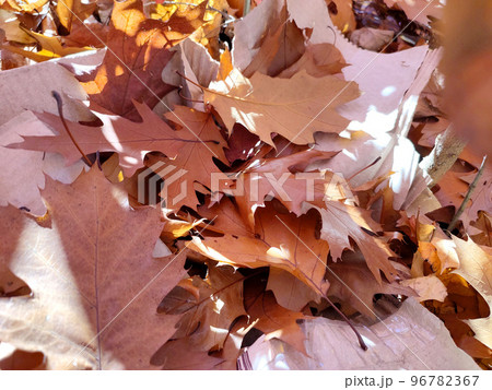 Brown fallen oak leaves with white spots of shining sun close-up. Lot of brown dry oak leaves lies on ground on autumn sunny day. Natural background. Forest woodland nature autumn seasonal backdrop 96782367