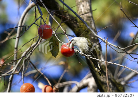 アオゲラ 96782507