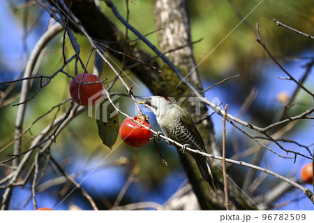 アオゲラ 96782509