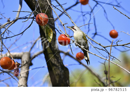 アオゲラ 96782515