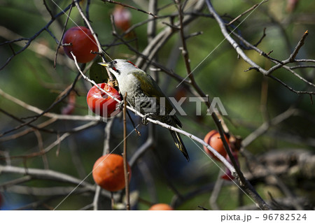 アオゲラ 96782524