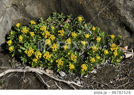 イソギク 96782528