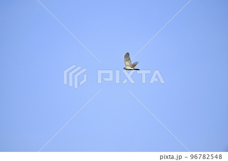 ハイタカ 96782548