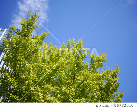 空と緑　さわやかな　コピースペース　テキストスペース　背景にどうぞ 96782610