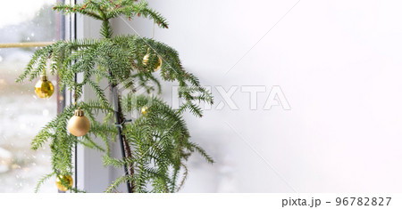 Araucaria house plant is a room spruce decorated with Christmas balls like a Christmas tree by the window. Green home interior decor 96782827