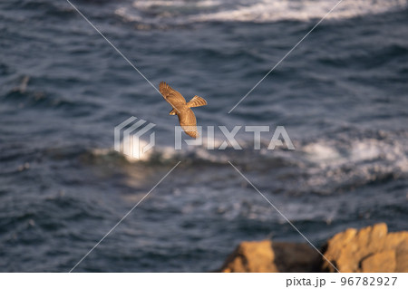 秋期、岬海上を渡るハイタカ 秋期、岬海上を渡るハイタカ 96782927