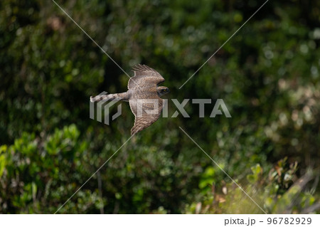 秋期、眼下を渡るハイタカ 96782929