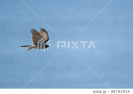 秋期、海上バックに渡るハイタカ03 秋期、海上バックに渡るハイタカ03 96782934