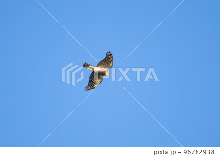 秋期、岬上、青空バックに渡るハイタカ 96782938
