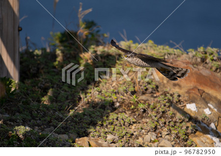 秋期、岬先端スレスレを渡るハイタカ幼鳥 96782950