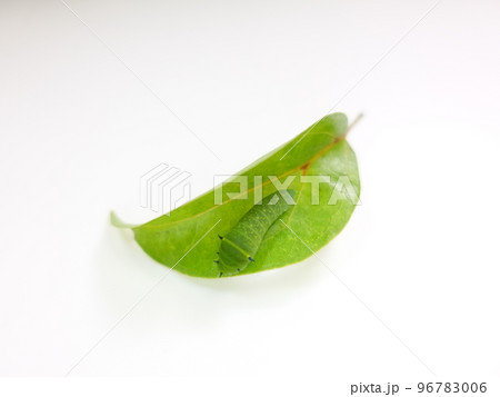 イモムシ　芋虫　幼虫　アオスジアゲハ　アゲハチョウ 96783006