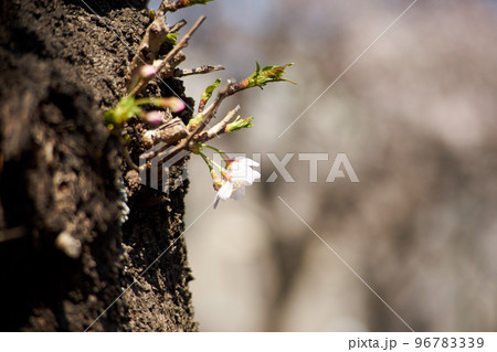 桜・アップ・幹・花 96783339