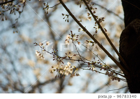 桜・アップ・幹・花・枝・逆光 96783340