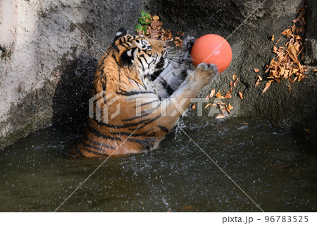 池でボールを投げるアムールトラの子 池でボールを投げるアムールトラの子 96783525