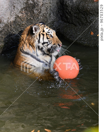 池でボールを守るアムールトラの子 池でボールを守るアムールトラの子 96783529