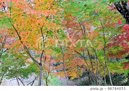 紅葉 96784055