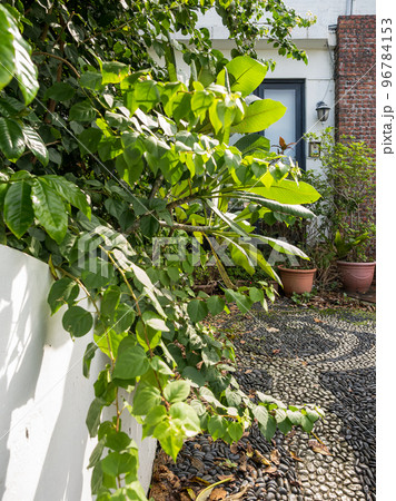 Geen plant growing behind a white wall. Geen plant growing behind a white wall. 96784153
