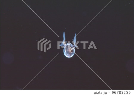 流氷の海、ミジンウキマイマイ 流氷の海、ミジンウキマイマイ 96785259