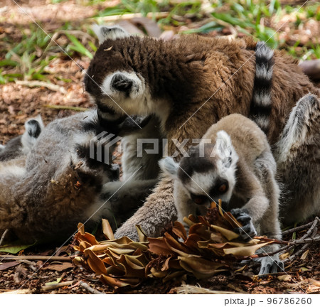 Portrait of the ring-tailed lemur Lemur catta aka King Julien in Lemirs Park, Arivonimamo, Antananarivo, Madagascar 96786260