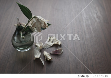枯れて落ちるユリの花 96787040