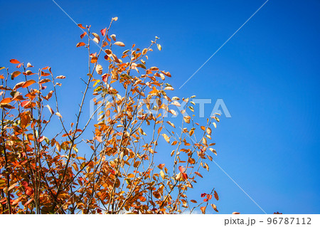 春にはきれいな花が咲き、初夏には赤い食用の実が生り、秋には美しい紅葉が楽しめるジューンベリー 96787112