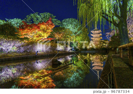 東寺の紅葉　五重塔　夜景（京都府京都市南区九条町） 96787334