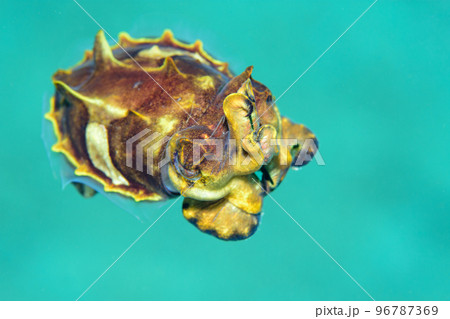 ハナイカ 96787369