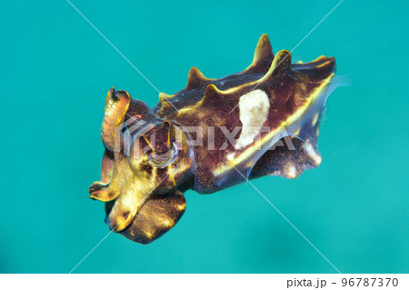 ハナイカ ハナイカ 96787370