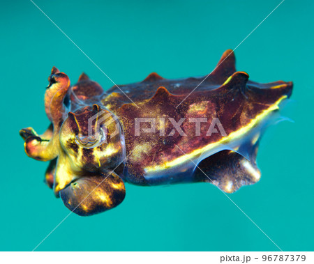 ハナイカ 96787379