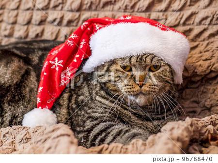 The cat in a festive hat on his head lies in anticipation of the New Year 96788470