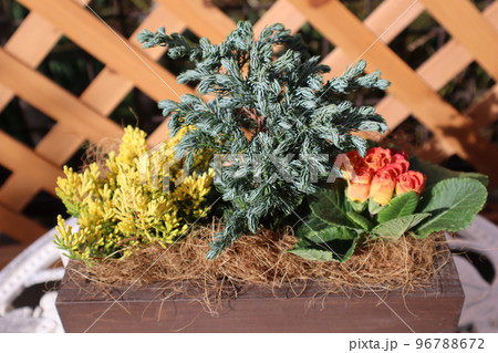 ボールバードを使った花の寄せ植え ボールバードを使った花の寄せ植え 96788672