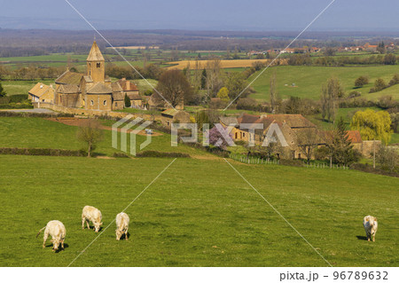 Spring landscape with cows and eglise Notre Dame de Lancharre, Bourgogne, France Spring landscape with cows and eglise Notre Dame de Lancharre, Bourgogne, France 96789632
