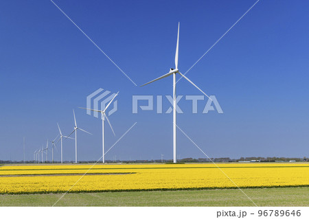 wind turbines with yellow tulip field in Northern Holland, Netherlands 96789646