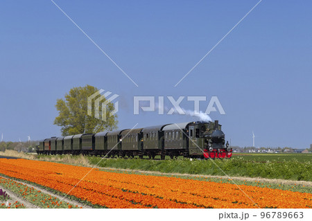 steam trai with tulip field, Hoorn - Medemblik, Noord Holland, Netherlands 96789663