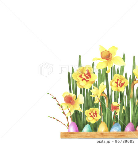 Easter flowers daffodils, Forsythia with colored eggs isolated on white background. Watercolor hand drawing illustration Easter flowers daffodils, Forsythia with colored eggs isolated on white background. Watercolor hand drawing illustration 96789685