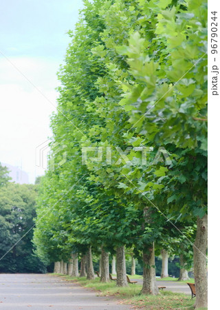 公園のプラタナスの並木 公園のプラタナスの並木 96790244