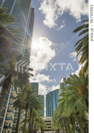 Rows of palm trees and sun behind the condominium building at Miami, Florida 96790983
