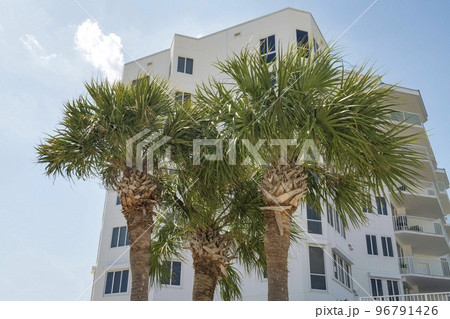 Destin, Florida- Three palm trees outside an apartment in a low angle view 96791426