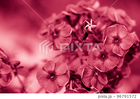 Pink phlox close-up. 96791572