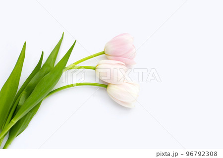 White pink tulips on white background. White pink tulips on white background. 96792308
