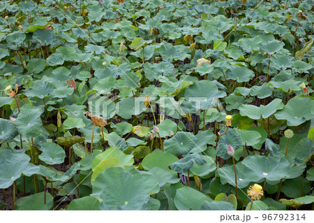 Lotus flower leaves in pond Lotus flower leaves in pond 96792314